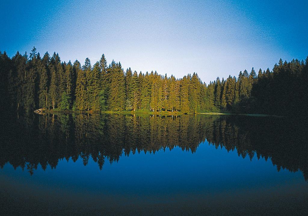 Ferien Residenz Bergfried Ξενοδοχείο Hinterzarten Εξωτερικό φωτογραφία